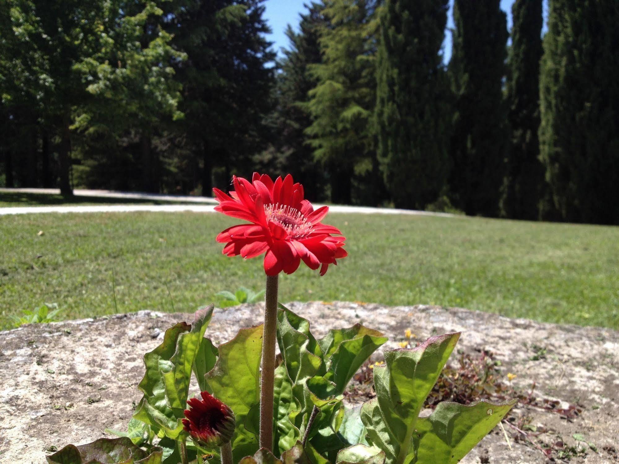 לינה וארוחת בוקר Convento Di San Francesco Mondaino מראה חיצוני תמונה